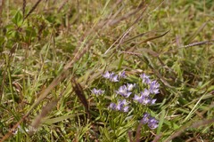 Swertia corymbosa